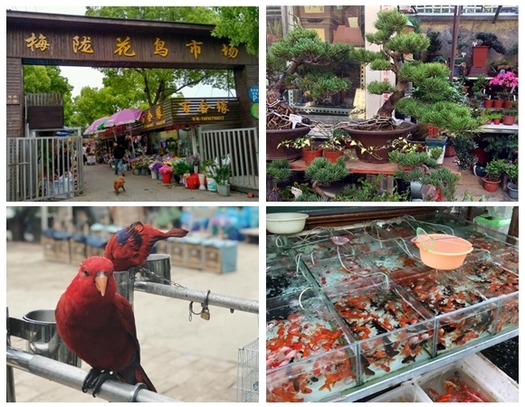 曹家渡花鸟市场年底关闭 沪上特色花鸟市场攻略