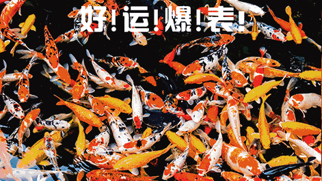 看点三:锦鲤多   年年有鱼,年年有余   每到年末年初时刻   好运