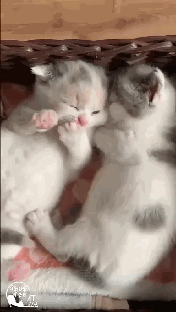 周末养眼|日本一小奶猫睡姿萌化众人!网友:这猫怎么比