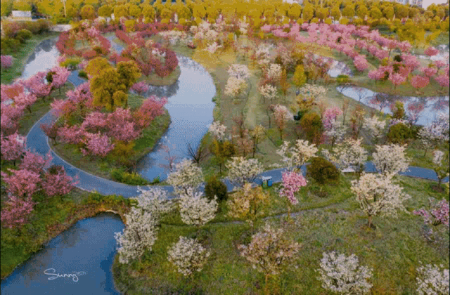 february / 花开海上生态园 / 二月的花开海上, 200亩梅园里的梅花开 