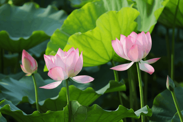 最新!大波美图抢先看!第九届上海荷花睡莲展喊你来约会