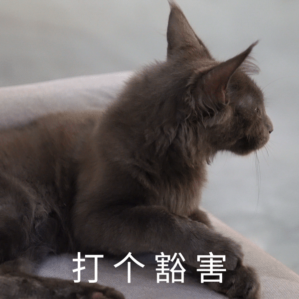 淮海中路上的「黑猫游乐园」!50 只罗小黑同款,撸猫遛
