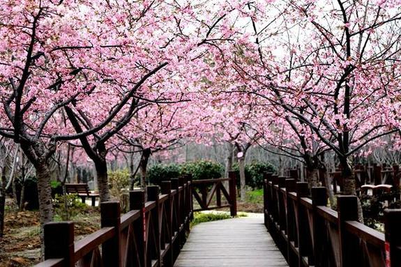 上海热线HOT新闻--又到一年赏樱时 上海绝佳赏