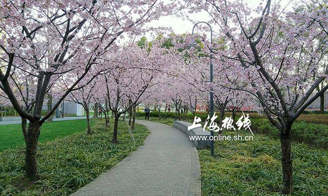 上海静安雕塑公园早樱盛开 粉色樱花似连廊