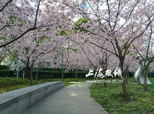 上海静安雕塑公园早樱盛开 粉色樱花似连廊
