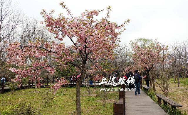 年年赏樱年年挤 顾村公园樱花节开幕 沪上最大樱花林静候人潮