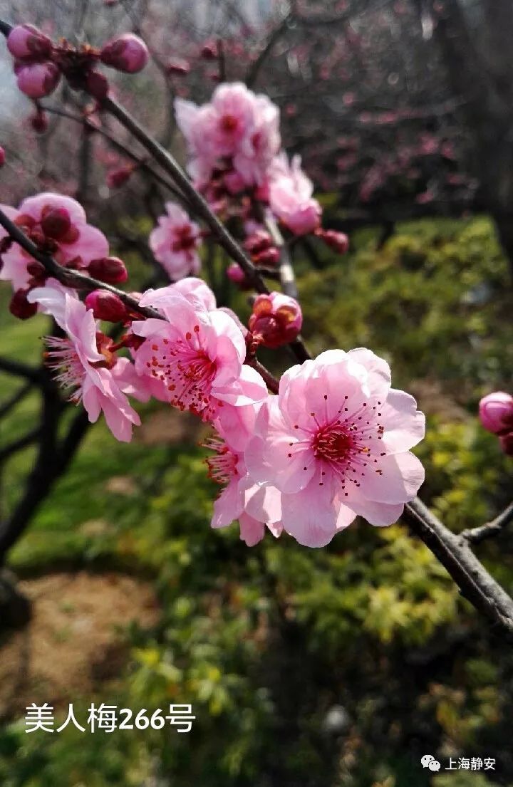 美人梅作为梅中稀有品种,不仅在于其花色美观,花形和花期,而且还可