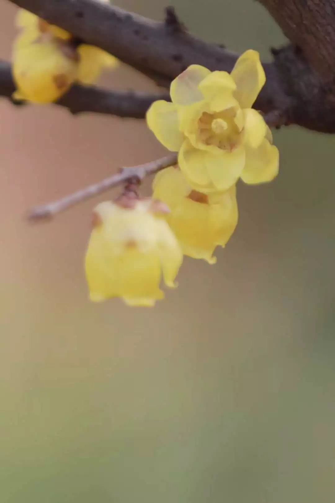 好香!上海9大蜡梅最佳观赏地等你来嗅!