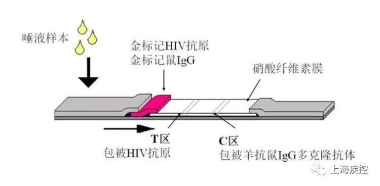 热点新闻   使用方法     它利用免疫层析的原理,采用双抗原夹心法