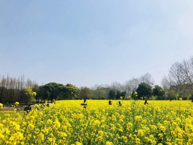 世纪公园油菜花田.