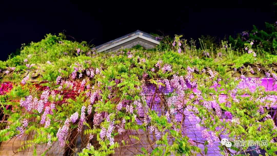 世界最美赏花地 IMGf48e3894467147282867928.jpeg