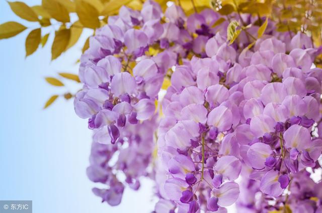 上海嘉定紫藤园迎来盛花期 比樱花还要唯美浪