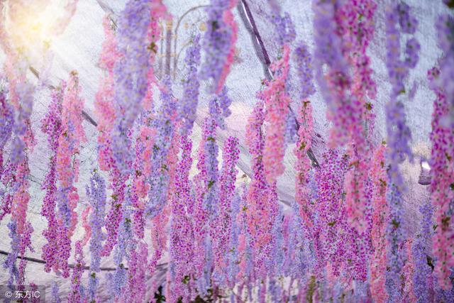 上海嘉定紫藤园迎来盛花期 比樱花还要唯美浪