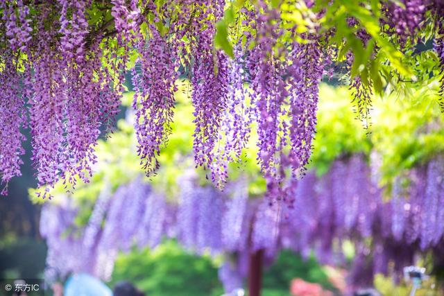 上海嘉定紫藤园迎来盛花期 比樱花还要唯美浪