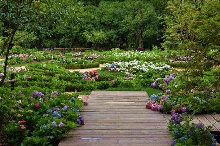 魔都首个八仙花主题花园进入最佳观赏期--上海热线HOT频道