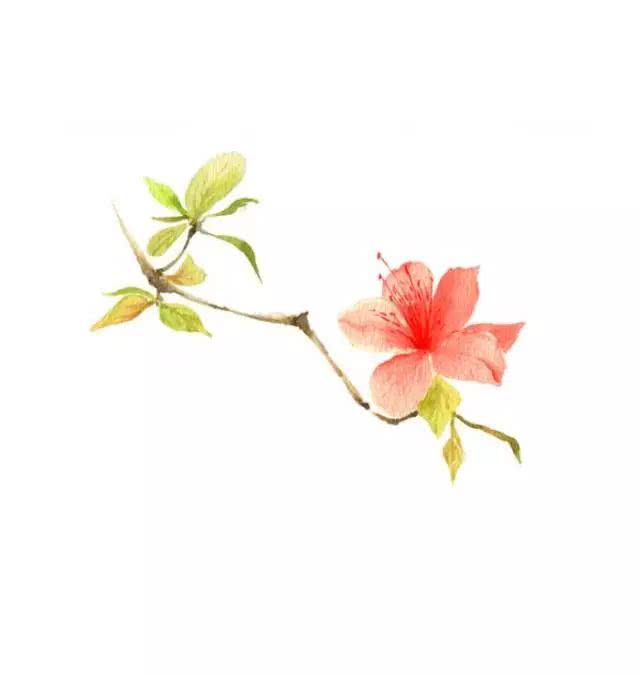 5月的闵行大多数花已过花期,筒子们正在为不知道去哪里赏花而犯愁?那闵闵告诉大家一个非去不可,去了绝不后悔的地方哦,是的没错,就是咱闵行南部的华师大啦~ 闵闵为啥会这么极力推荐呢? 因为在这里一年一季,每季不同的毕业花海正在美丽绽放,今年学校为即将毕业的学子准备了53000株钓钟柳,一片片淡紫色的海洋在微风下泛起阵阵浪花。