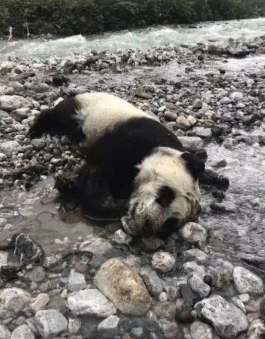 熊猫会游泳竟也溺亡?网友心痛质疑为何不保护,无奈真相却是