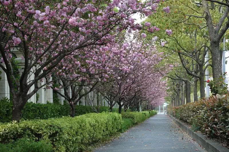 江湾城路樱花大道