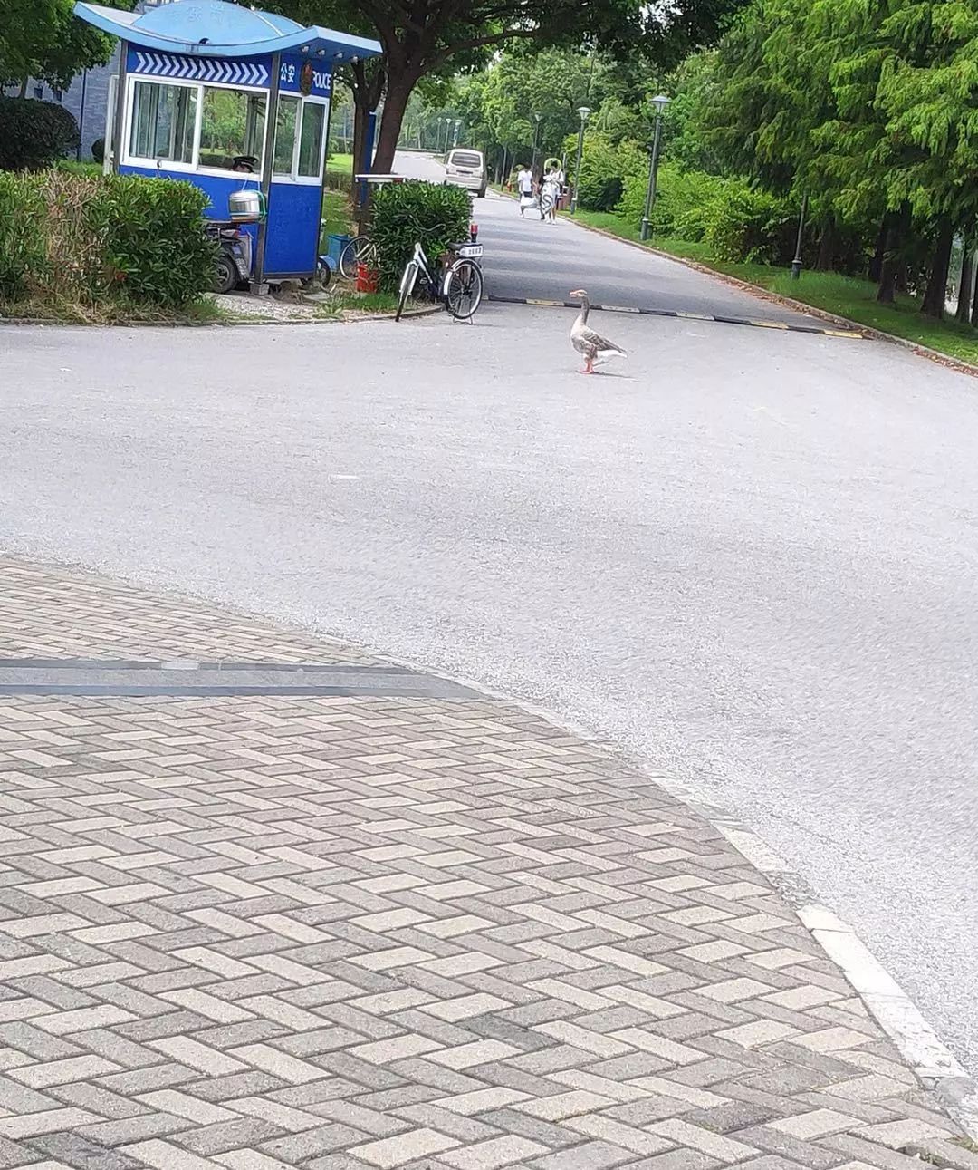 上海一只鹅因为太帅……考进了上海海事大学嘎嘎嘎嘎嘎嘎嘎嘎嘎嘎嘎