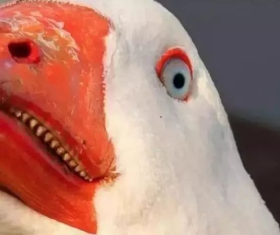 上海一只鹅因为太帅……考进了上海海事大学嘎嘎嘎嘎嘎嘎嘎嘎嘎嘎嘎