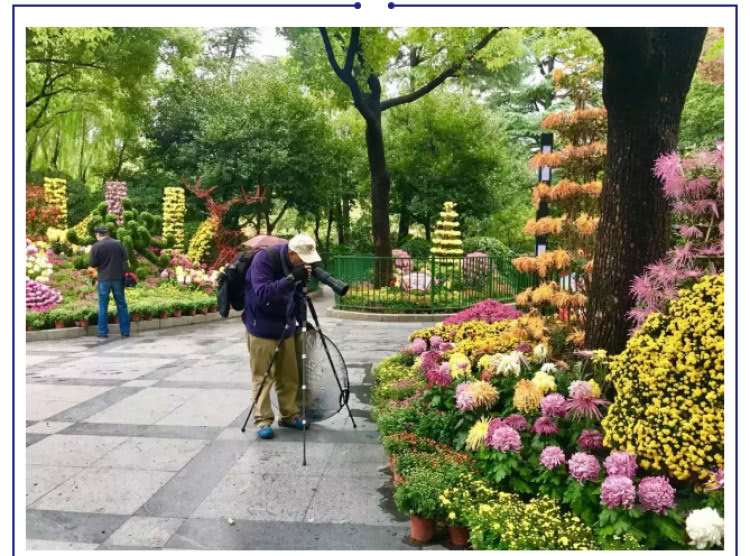 百余种,上万盆菊花,宜川公园这是在"搞事情"啊