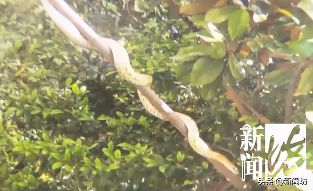上海市中心出现大型蛇,居然跟小区里这个因素有关↘