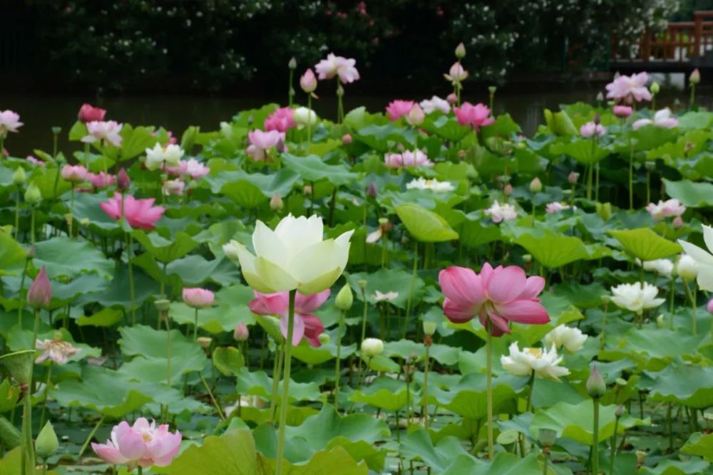 约会"夏雨荷",周末去哪里赏荷花——上海热线hot频道