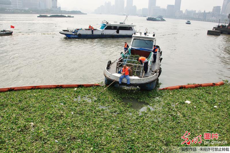 水葫芦"来袭"上海外滩黄浦江保洁工人加紧打捞