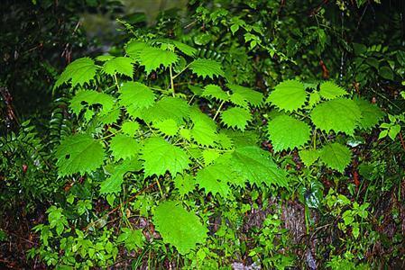 专家指《芈月传》多处常识性谬误 混淆枸骨大毒草