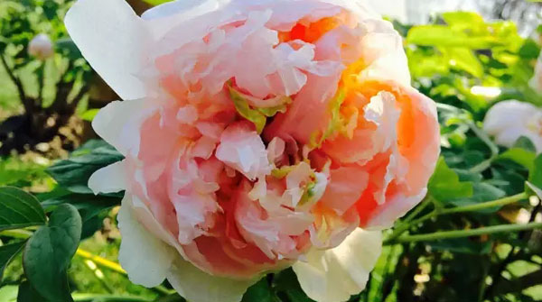 上海热线HOT新闻--妇女节女士辰山门票8折 影