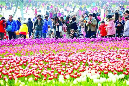 上海热线HOT新闻--大宁灵石公园郁金香展迎5