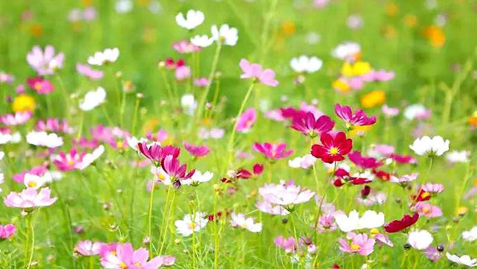 上海热线HOT新闻--金山惊现超大片七彩梦幻花