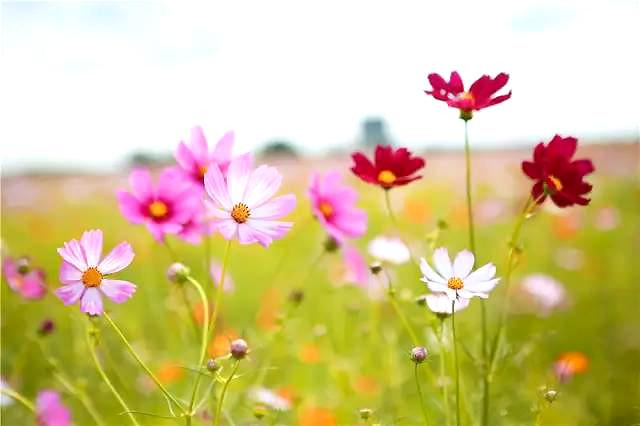 上海热线HOT新闻--金山惊现超大片七彩梦幻花