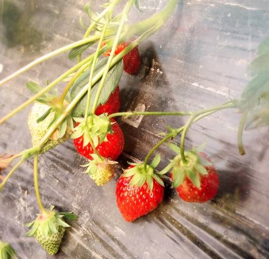 阿毛草莓园青浦采草莓