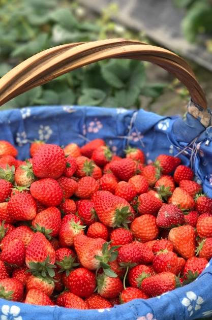 高妈妈草莓采摘农家乐
