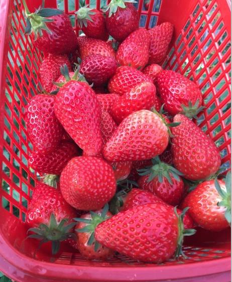 小张有机草莓采摘园