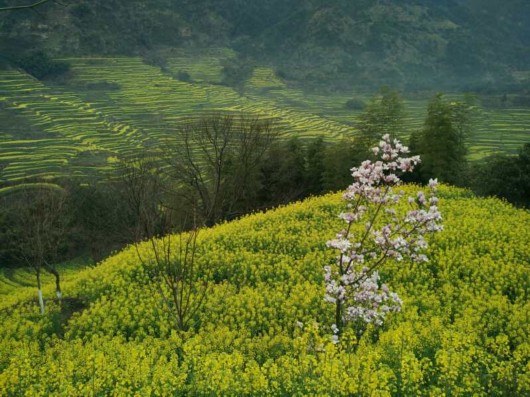 热点新闻    由于去年的暖冬和今年的暖春,婺源全县的油菜花已经提前