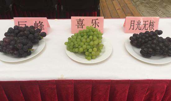 沪马陆葡萄上市每公斤80元 鲜品可从5月底吃到元