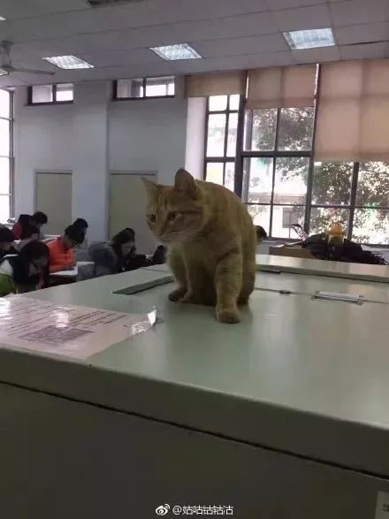 最近上海高校的一只校园猫在网上火了