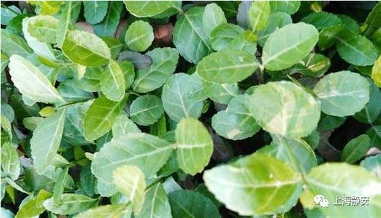 上海热线HOT新闻--南北高架共和新路段绿化带