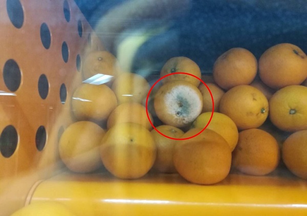 网友拍摄的霉烂橙子.jpg
