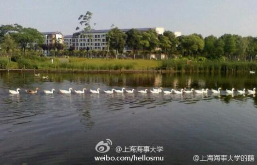 这只大白鹅 收到上海海事大学的录取通知书