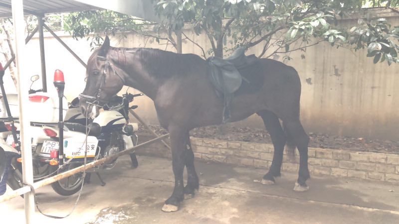 上海一女子深夜在延安路上骑马 称这是我养的