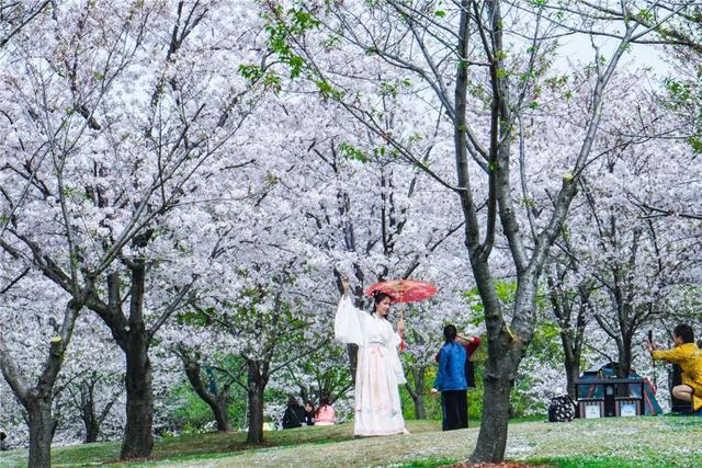 这个春天,在上海顾村公园,做一场十里樱花梦