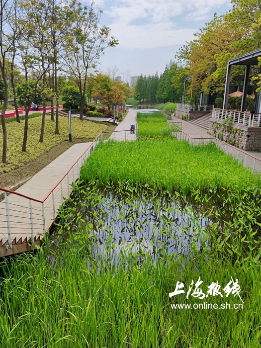 魔都100魔都的世外桃源天然氧吧在后滩公园来场浪漫的春日骑行