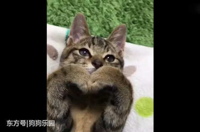 猫咪为了报答救它的主人学会了比爱心的手势