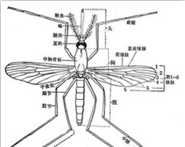 (蚊子身体结构示意图)