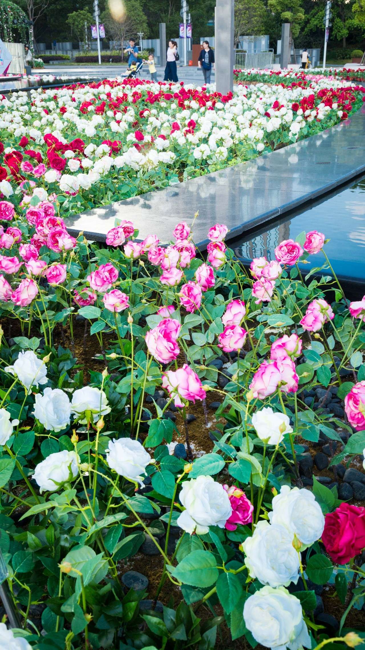 美爆了!上海惊现30000朵玫瑰花海,再不去就来不及了!