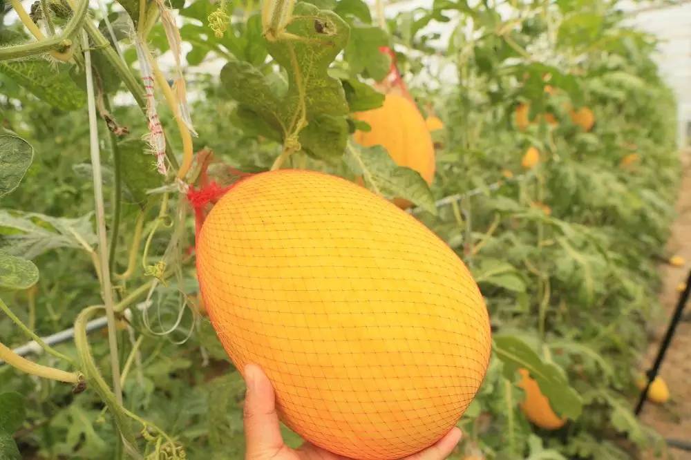 黄皮黄瓤的西瓜你吃过吗在崇明这个合作社ta不是天方夜谭