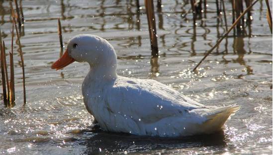 感冒药,大白鹅,洗澡桶……妇女节福利哪家最奇葩?